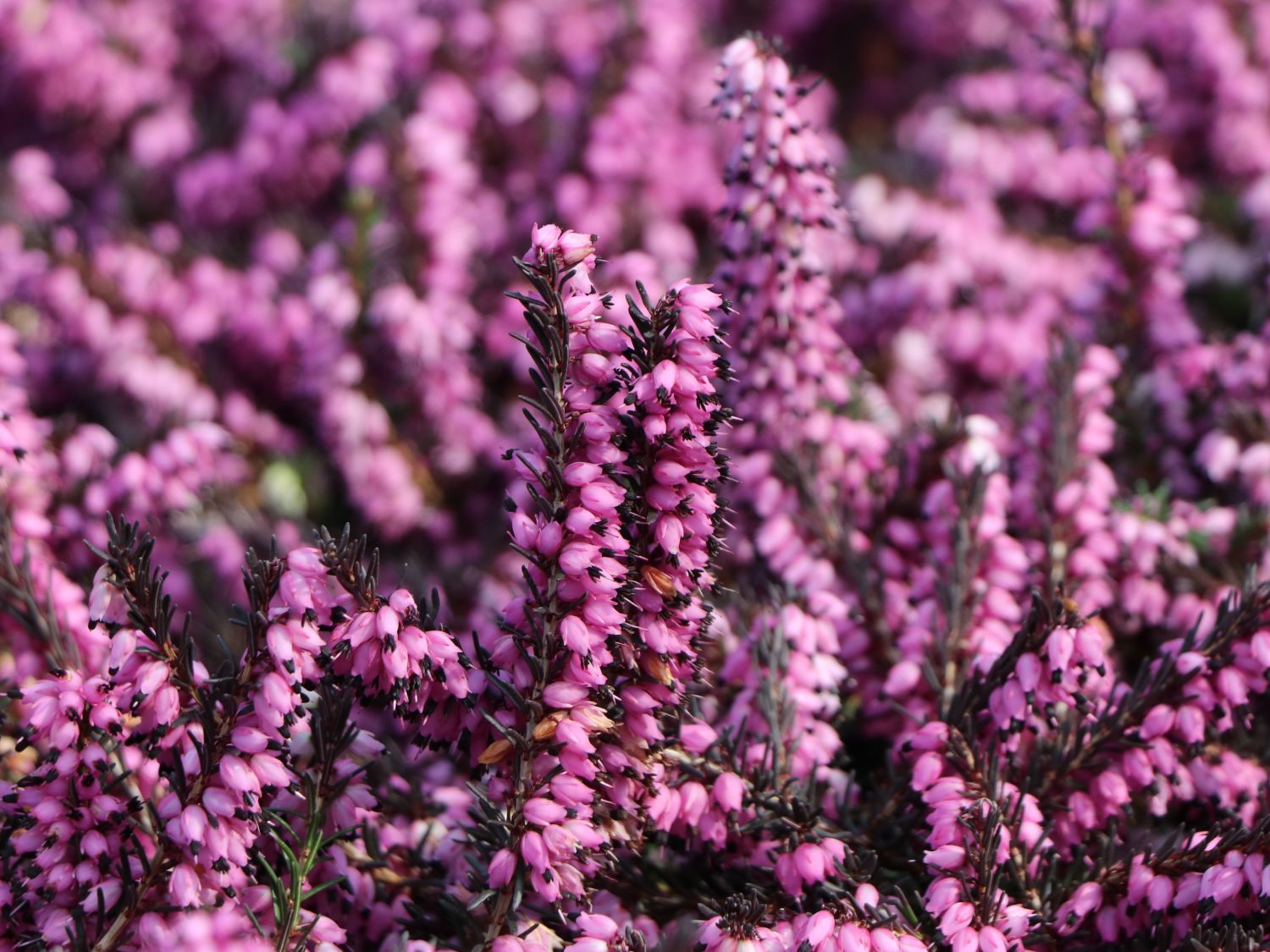 Erica darleyensis 'Kramer's Rote'
